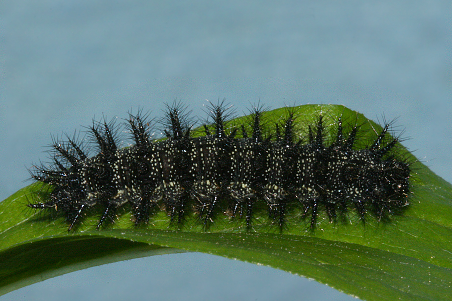 Dorsal view of 5th instar