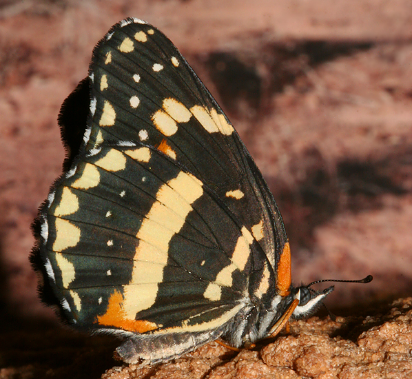 adult female - ventral