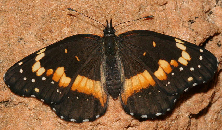 dorsal view of female