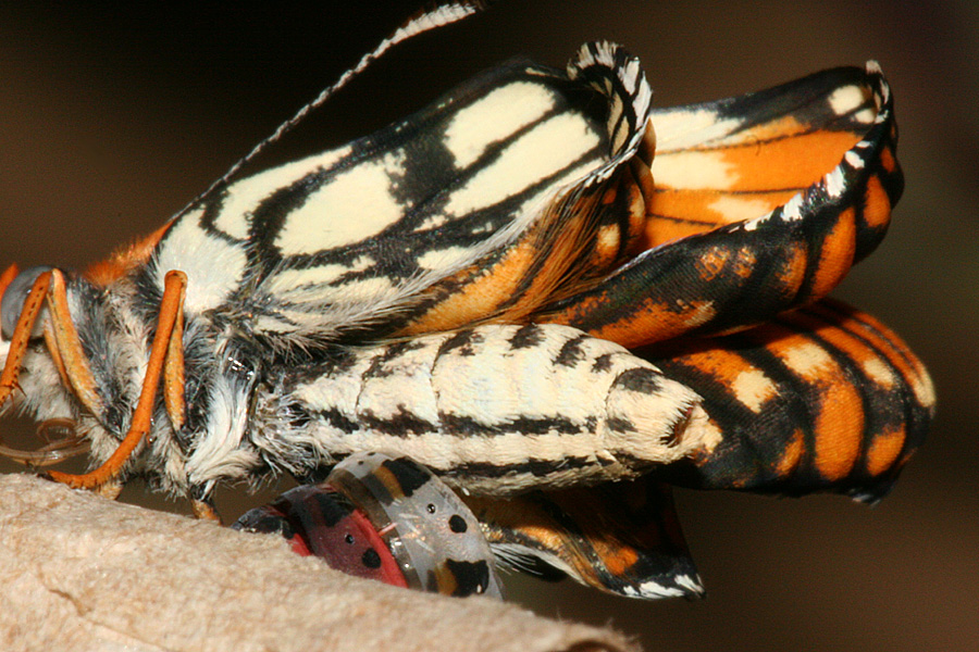 male's abdomen