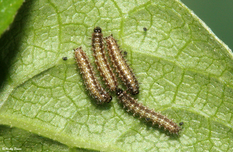 larva July 9, 2007