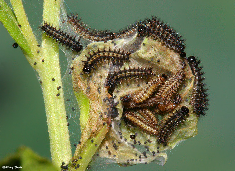 Larvae resting in "lollipop" formation