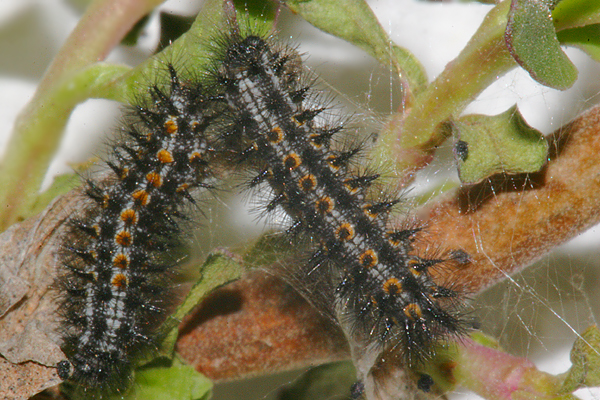 April 1, 2008 larvae coming out of hibernation