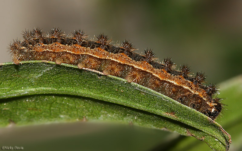 larva on October 2, 2006