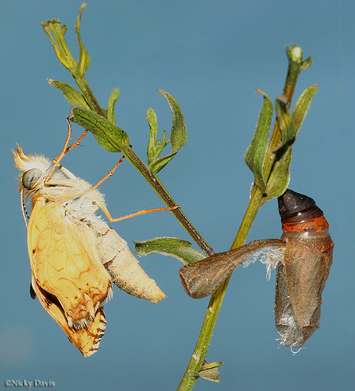 Adult butterfly and pupa shell