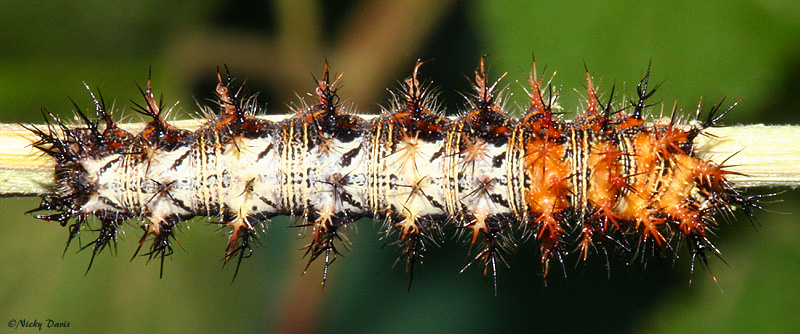 5th instar, dorsal, July 09, 2007