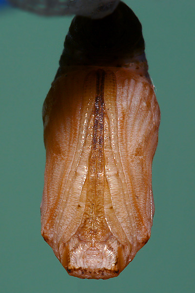 dorsal view on August 23, 2006