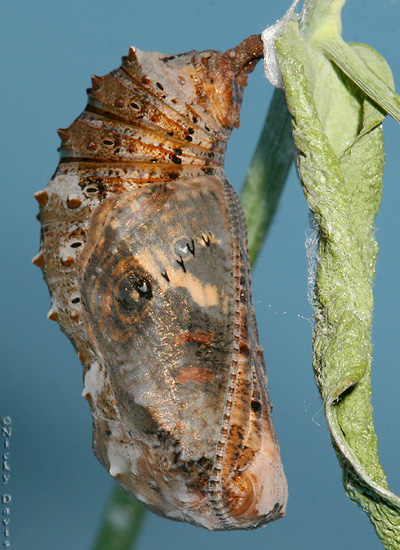 Photo shows butterfly
                                      separating from pupal case
