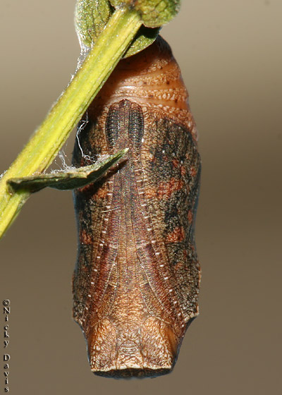 Pupa on the evening prior to eclosure