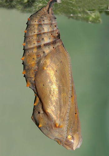 #1 pupa on same day it formed a pupa