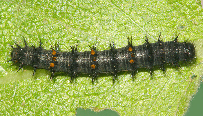 #2 cardui  5th instar dorsal view on June 17th