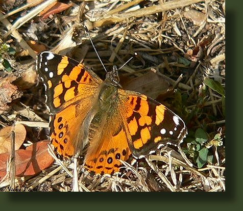 square-tipped forewing has orange bar in costal margin. Painted lady doesn't have the orange bar