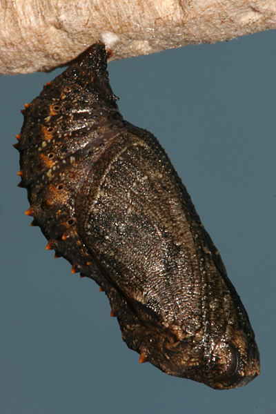 Pupa formed 24 March 2011
