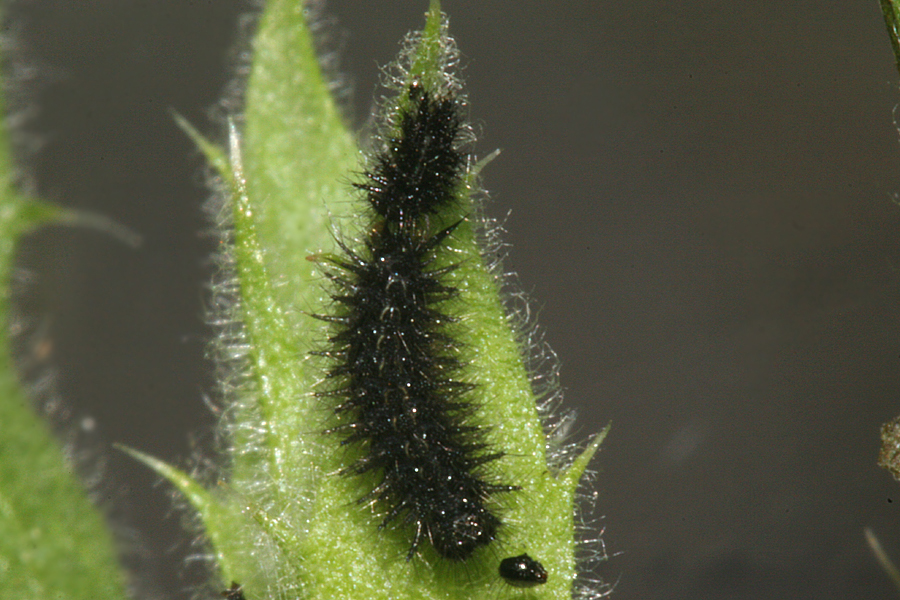 molting to fourth instar
