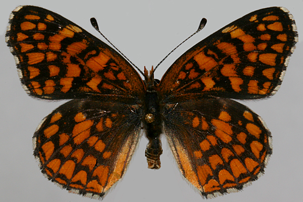 darker orange male