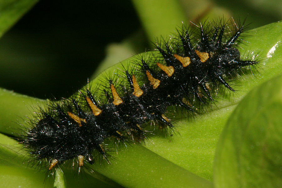 Young 5th instar