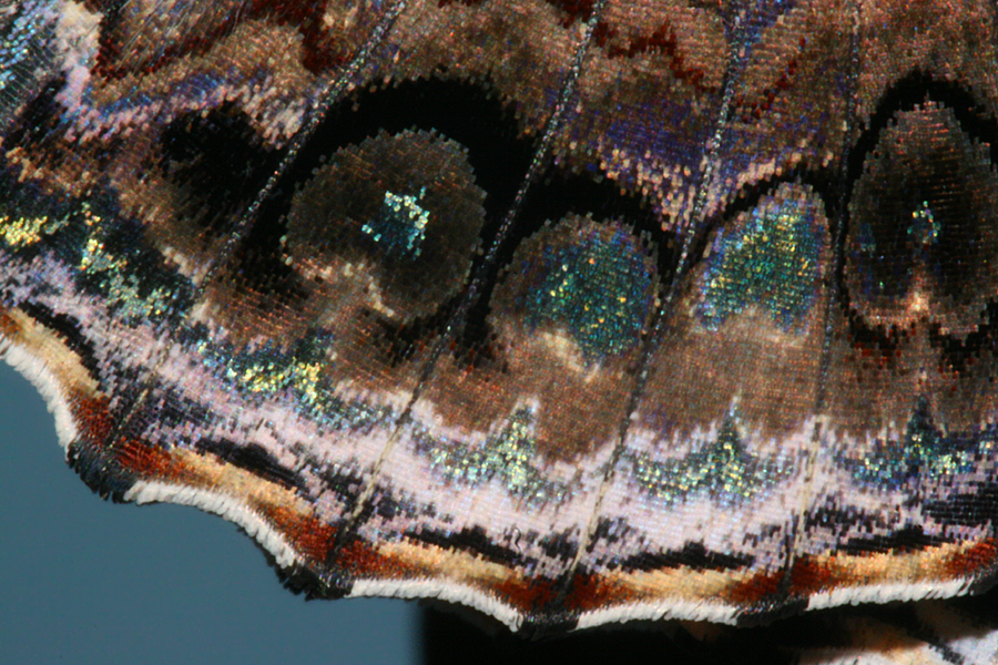 wing close-up