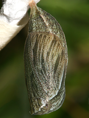 Pupa #2 on October 21st