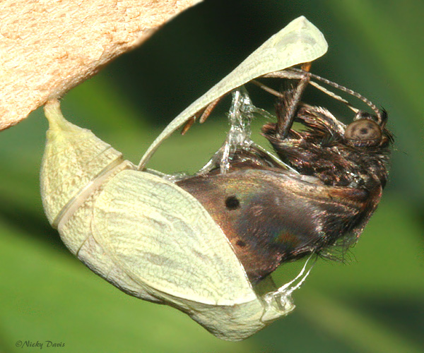 emerging from pupa