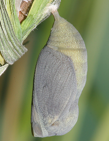 #6 pupa on December 18th, one day before butterfly emerged