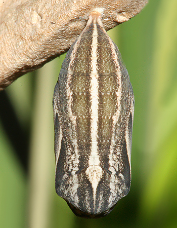#2 pupa ventral view