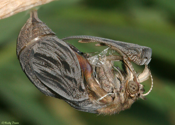 adult emerging from pupa