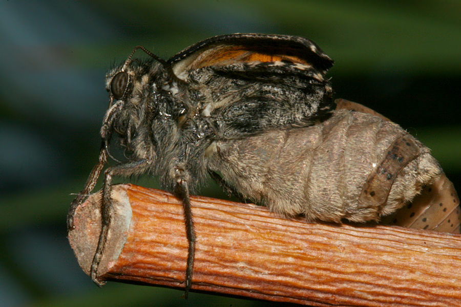 Female emerging from Pupa