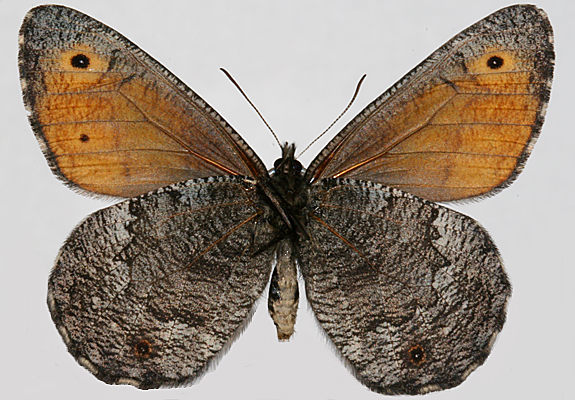 Male Underwing
