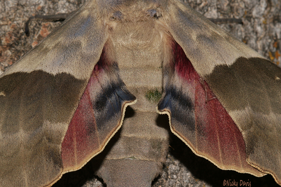 hind wing