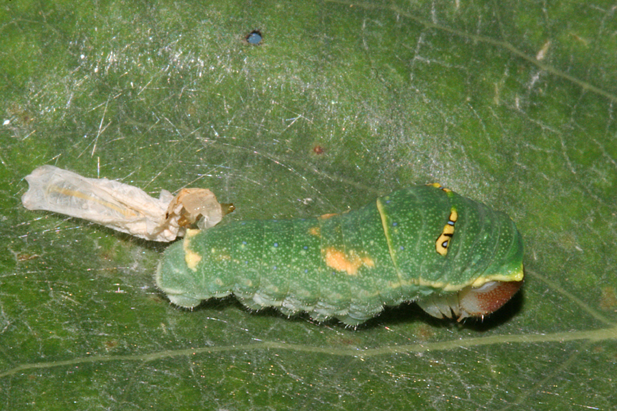 molted to third instar