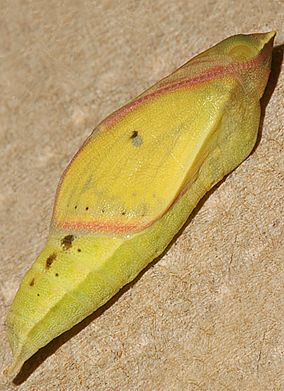 #1 13/16 inch Female pupa showing wing color 1 June 2009