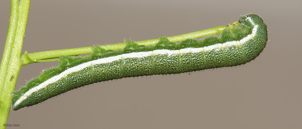 5th instar larva