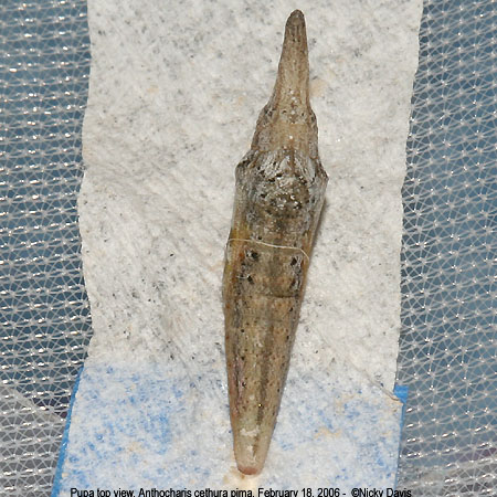 pupa, A. cethura pima, top view, 02-18-06