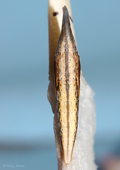pupa showing some color on the wing edges