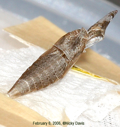 pupa after eclosure