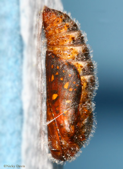 Pupa  on afternoon prior to eclosure