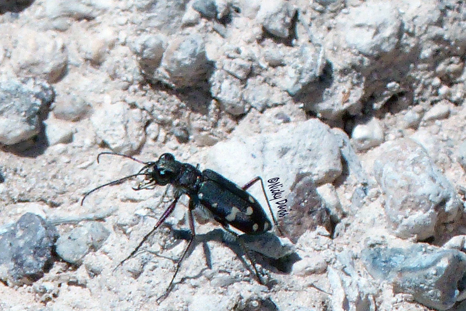 Beetle at Goshen Dam