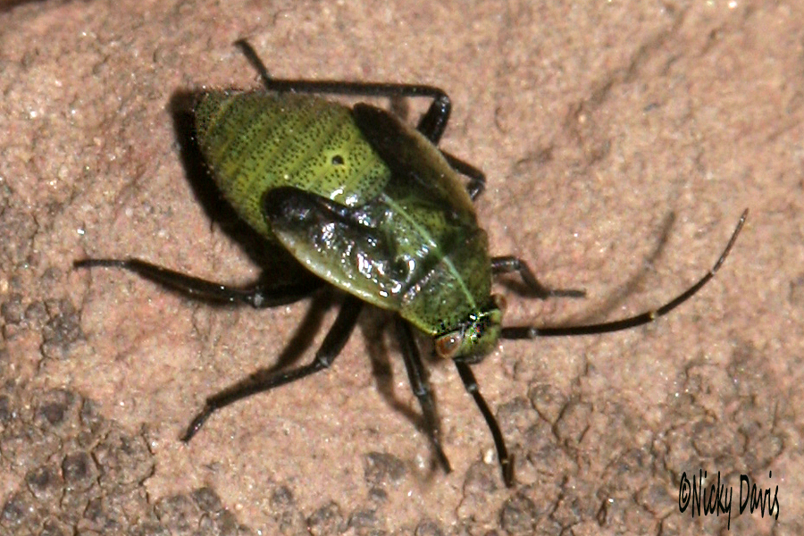 green bug with gold eyes