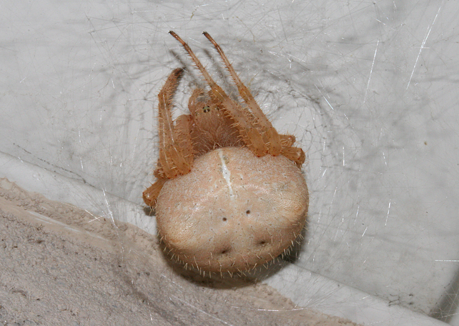 female cat spider