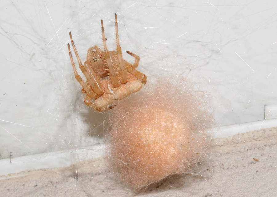 Cat Spider with egg sac