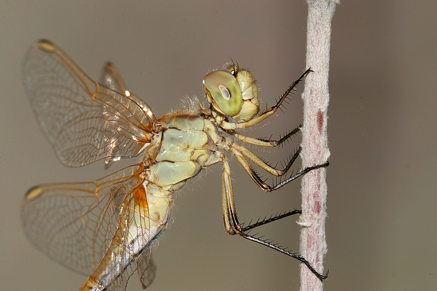 closeup of thorax- side view