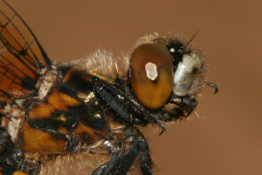 side view of head and thorax