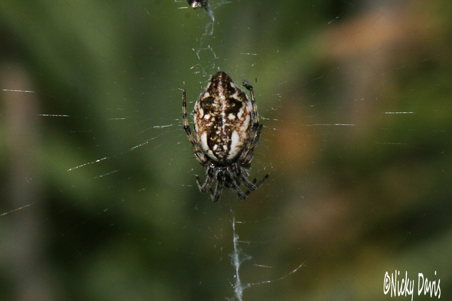 trashline spider at Wasatch State Park