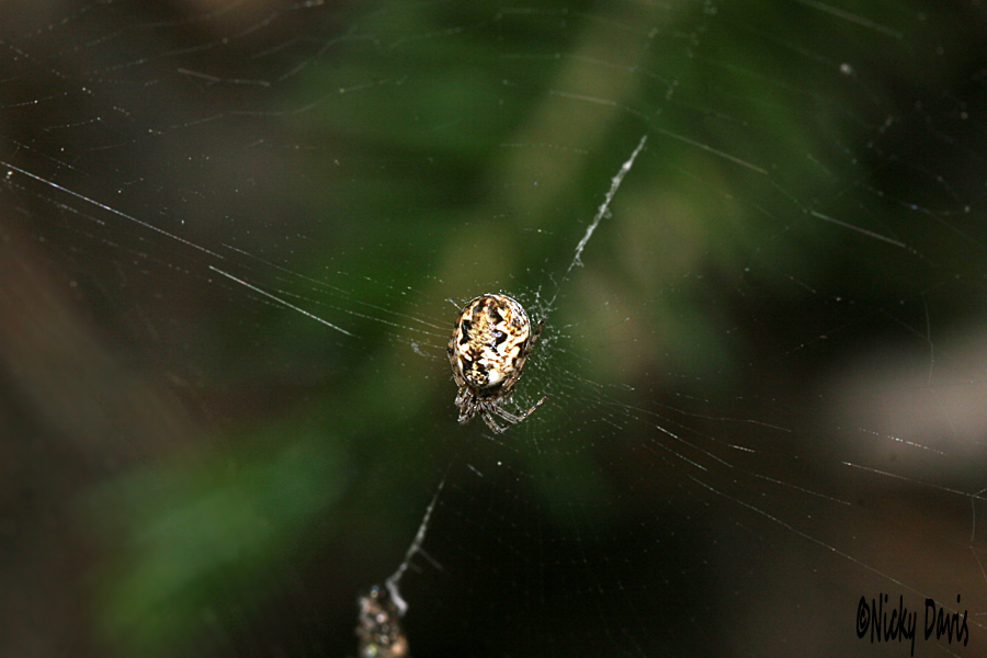 trashline spider