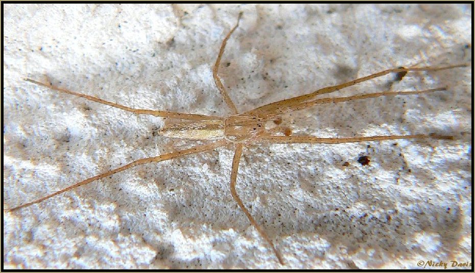 Tibellus Spider