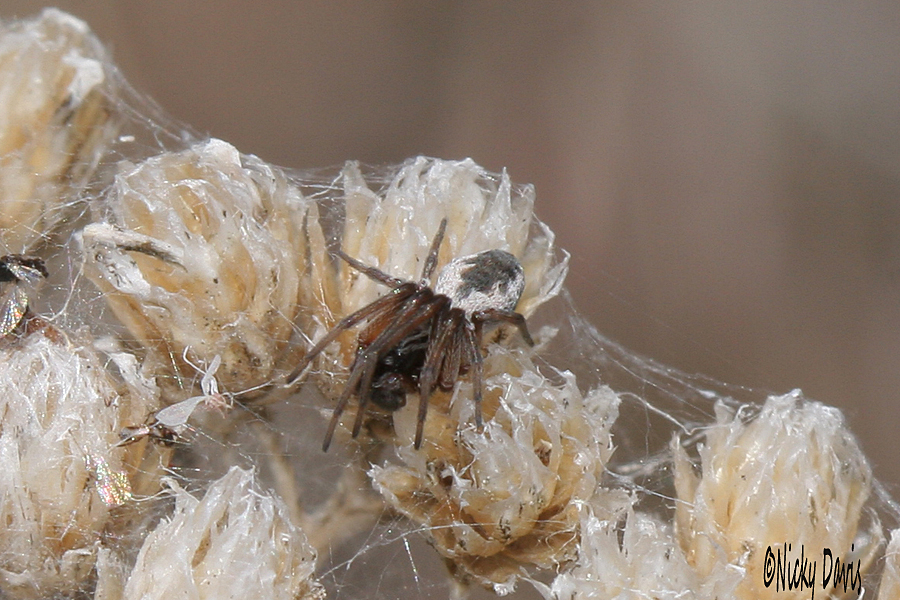 spider white with dark mark on abdomen dorsal