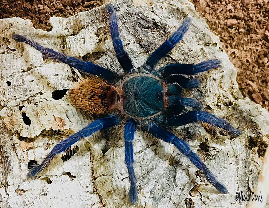 Gbbphoto on 22 october 2017 after molt on 10
                October 2017