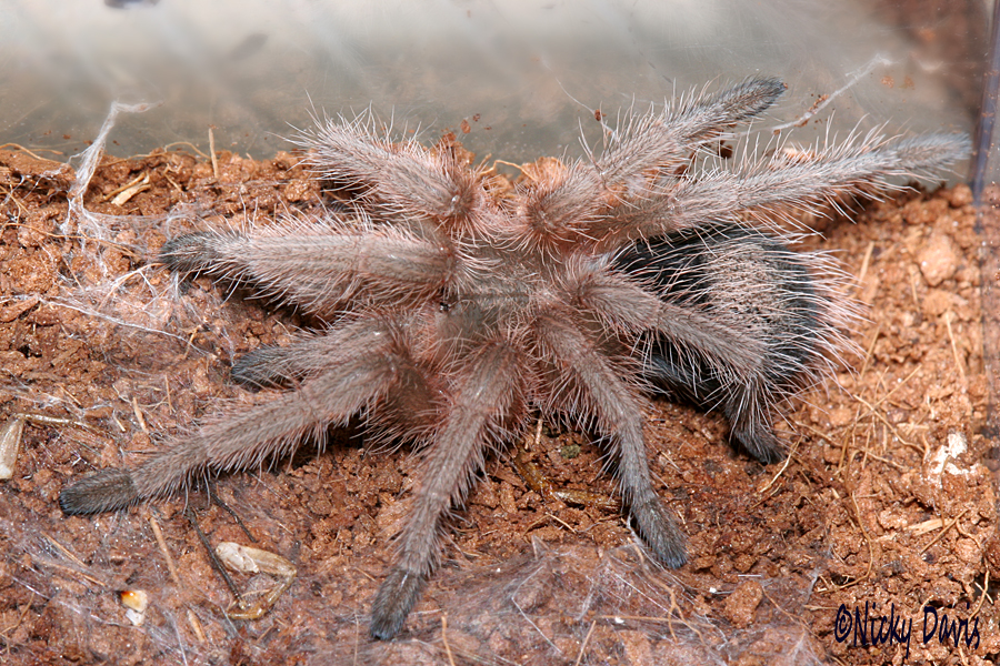 rosea on 31 July 2017, day after molt