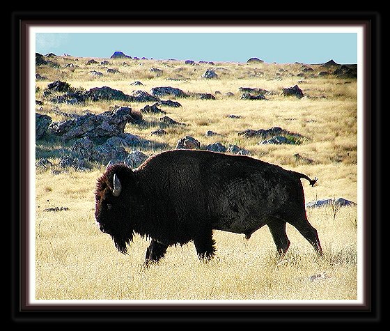 Bison at Antelope Island, Davis County, Utah August
              31, 2003, ©Nicky Davis