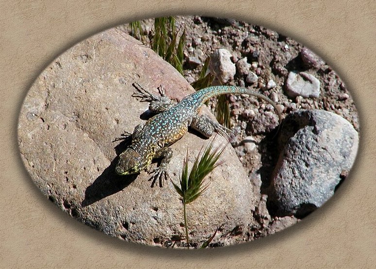 California Side-blotched Lizard